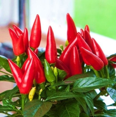 SUAA hottest chili pepper Seed(50 per packet)