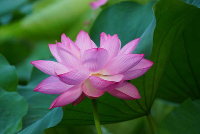 yamkay Lotus Seed(10 per packet)
