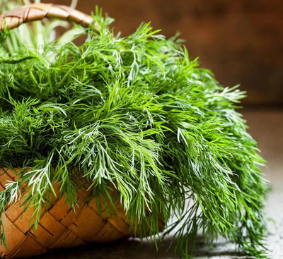 Quentova Dill Dukat Seeds Herbs-IACR-33C Seed(200 per packet)