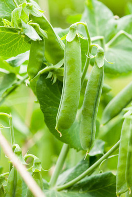 Kodali 47 Pcs-Bean Seed Seed(47 per packet)