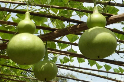 CYBEXIS GBPUT-95 - Ornamental Birdhouse Bottle Gourd - (300 Seeds) Seed(300 per packet)