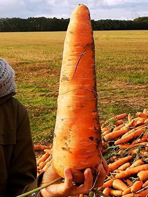 Qualtivate PUAS-6A Giant Red Carrot Sweet Seed(300 per packet)