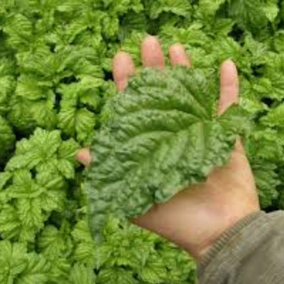 Qualtivate NDIR-19 Basil,Lettuce Leaf seeds Seed(1000 per packet)