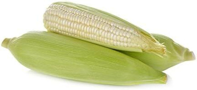 WILLVINE NKR -IX F1 Hybrid HQPM-6 Corn -[250g] Seed(1000 per packet)