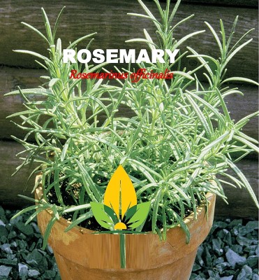 Qualtivate PUAS-139 Rosemary Herb Plant Seed Seed(500 per packet)