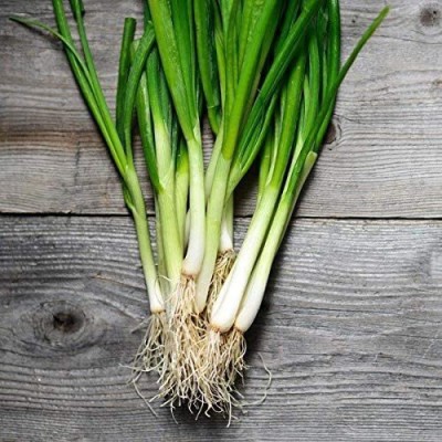 CYBEXIS HUA-82 - White Tokyo Long Bunching Onion - (13500 Seeds) Seed(13500 per packet)