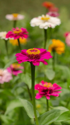 GREENSEA Multi colour Zinnia Flower Seed(30 per packet)
