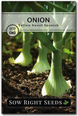 WILLVINE PAU -VII Yellow Spanish Onion Seed [50g] Seed(30000 per packet)