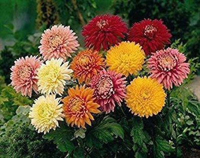 CYBEXIS Chrysanthemum Seeds - My Gardens Seed(50 per packet)