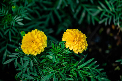 Quentova marigold/gende ka phool flower seeds Seed(50 per packet)