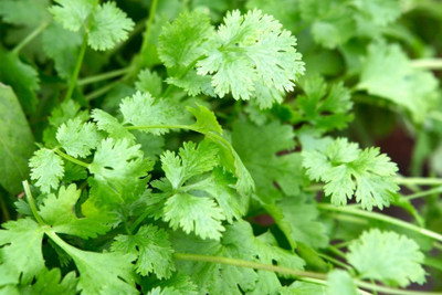 CEZIUS High Germination Coriander organic-b7D Seed(190 per packet)