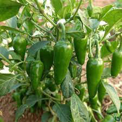PMA bumbai chilli, pure dasi chilli Seed(125 per packet)