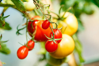 Kritanjali Creations tomato Seed(90 per packet)