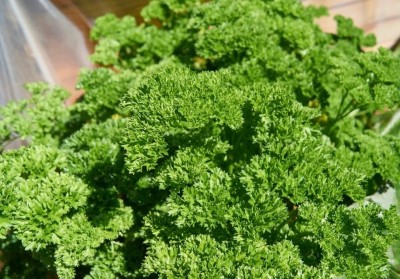 Quentova Parsley - curly, intense green-VOX-4T Seed(150 per packet)