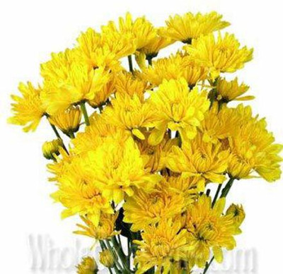 CYBEXIS Chrysanthemum Giant Flowering Varieties Air Purifier Plant Seed(50 per packet)