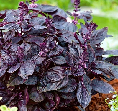 Qualtivate LX-27 Basil Red Rubin Seeds Seed(1000 per packet)
