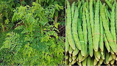 Qualtivate PUA-8A Moringa PKM2 Drumstick Seeds Seed(50 per packet)