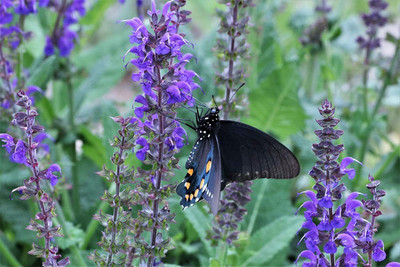 CYBEXIS PUAS-9 - Blue Bedder Sage (Salvia farinacea) - (1350 Seeds) Seed(1350 per packet)