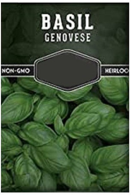 CYBEXIS Basil Genovese1000 Seeds Seed(1000 per packet)