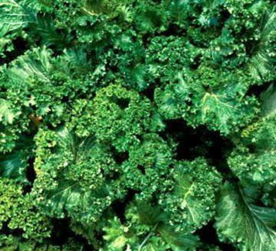CYBEXIS XL-12 - Southern Giant Curled Mustard - (2250 Seeds) Seed(2250 per packet)