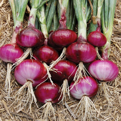 WILLVINE SYN -II Bhima Light Red Onion [10g] Seed(7500 per packet)