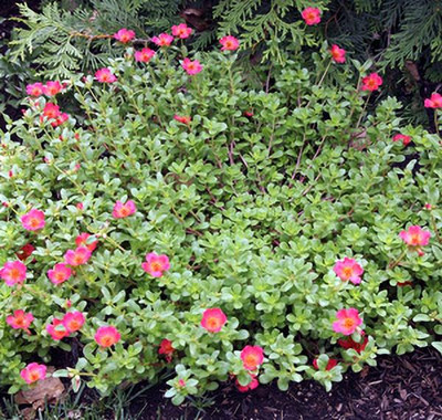 XOLDA Exotic portulaca Seed(27 per packet)