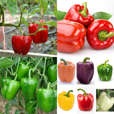 ibains Hybrid capsicum seeds shimla mirchi pack of 210 Seed(210 per packet)