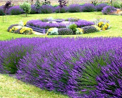 ActrovaX Lavender Hidcote - Lavandula angustifolia [400 Seeds] Seed(400 per packet)