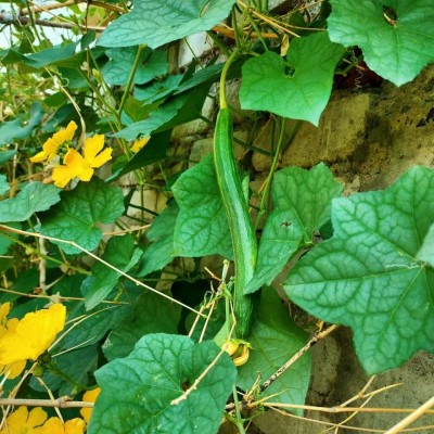 VibeX Vegetable Tori – Sponge Gourd F1 Hybrid[50 Gms, 250 Seeds] Seed(250 per packet)