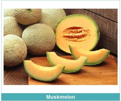 Quentova Organic Muskmelon sweet honeydew-ROC-11E Seed(100 per packet)