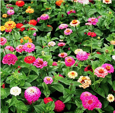 Arshiayat Zinnia Mixed hybrid Flower Seed Seed(67 per packet)