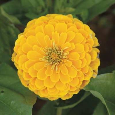 Radha Krishna Agriculture Imported Yellow Zinnia F1 Hybrid Flower Seeds For Home Gardening/ Seed(60 per packet)