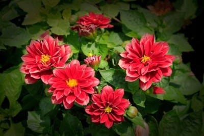 LPR DAHLIA Seed(5 per packet)