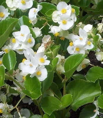 VibeX GBPUT-95 - Begonia Flowers Wax Begonia Mix Rose PinkWhiteRed - (30 Seeds) Seed(30 per packet)