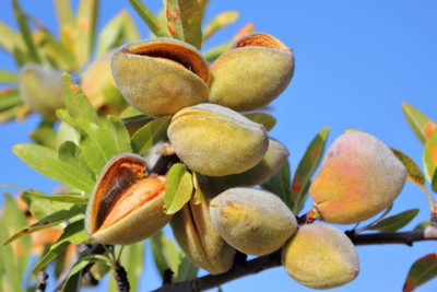 VibeX XLL-69 - Almond Tree - (270 Seeds) Seed(270 per packet)