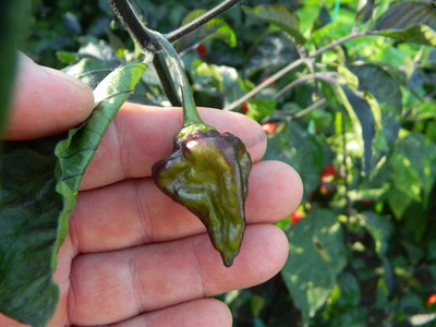 KNESSiN High Germination Red Pheno Chilli Seeds For Planting-(1200 Seeds) Seed(1200 per packet)