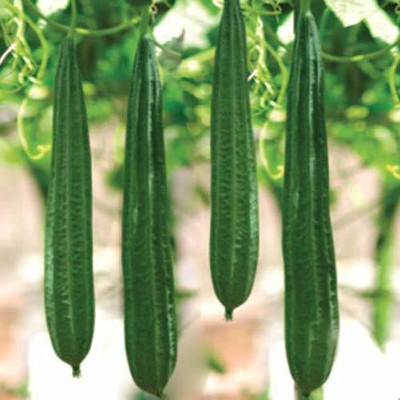 Farmers Choice ™ Ridge Gourd Seeds - Variety Jaipur Long Seed(50 per packet)