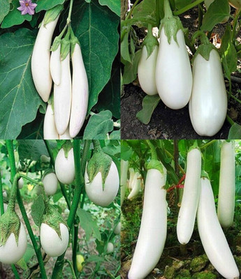 ibains Hybrid brinjal long red seeds beez 37 Seed(67 per packet)