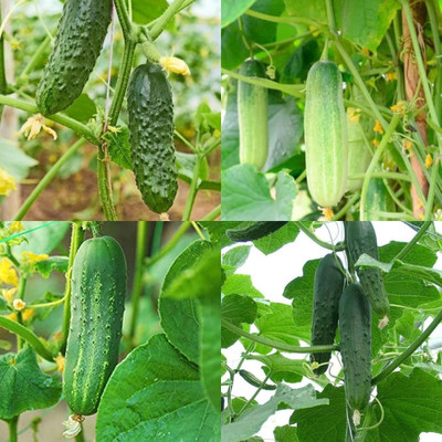 ibains Cucumber seeds Kakari sosa seeds pack of 86 Seed(86 per packet)