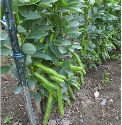 Avysa Coarse Broad Bean Organic Seed(40 per packet)
