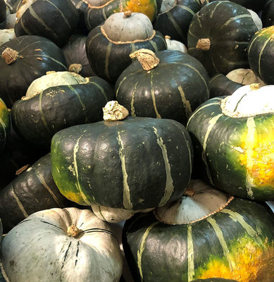 WILLVINE ATS-703 Michigan Buttercup Pumpkin Squash Seeds Seed(50 per packet)