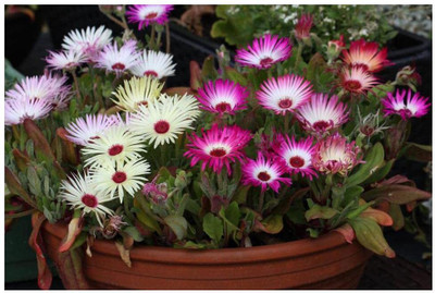 Aywal Ice Flower / Mesembryanthemum Flower Seed(20 per packet)