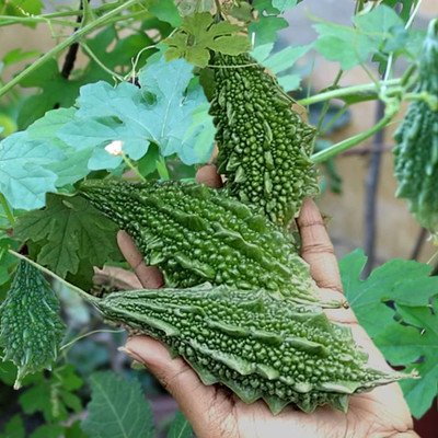DEYS AGRO ™ bitter gourd seeds, karela seeds hybrid for planting Seed(25 per packet)