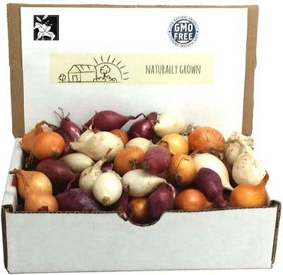 VibeX ® RXI-298 Mixed Red, White and Yellow Onion Seed(1000 per packet)