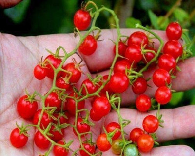 CYBEXIS Heirloom Tomato Red Currant Sweet Pea-250 Seeds Seed(250 per packet)