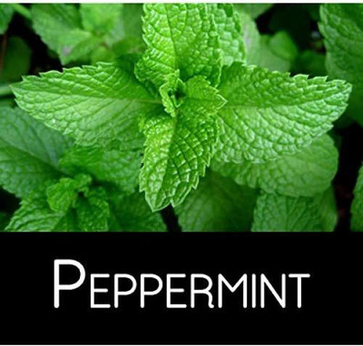 VibeX ® LXI-246 Peppermint,Mentha Piperita Seed(200 per packet)