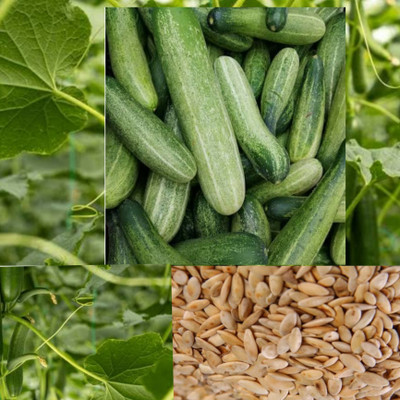 Vesoz Life Cucumber seeds Seed(60 per packet)