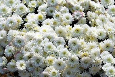 Mozette Chrysanthemum White Flower Seed(37 per packet)