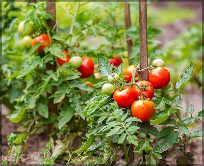 LPR TOMATO, TAMATAR Seed(100 per packet)