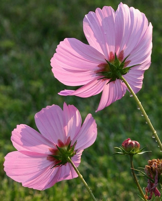 ZIXA Cosmos bipinnatus Seed(40 per packet)